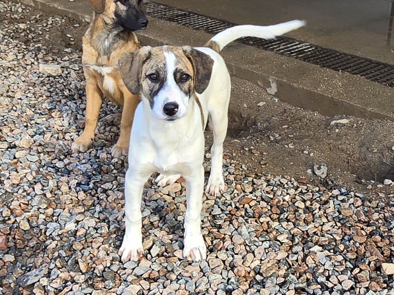 Ave: perfekte Familienhündin