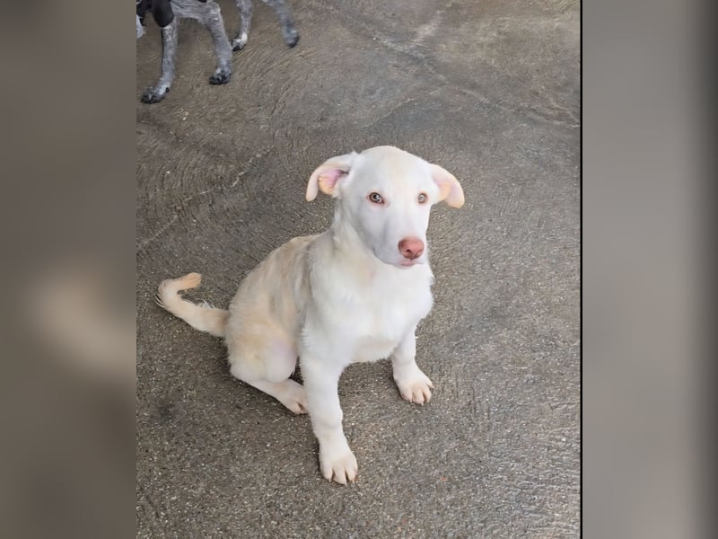 Kalif: seine Augen blicken ins Herz