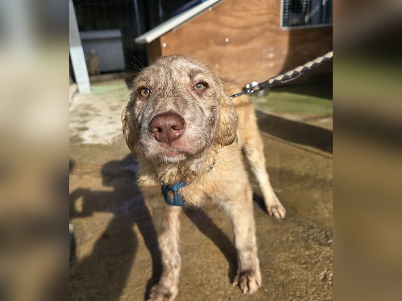 Kira: ein echter Hingucker