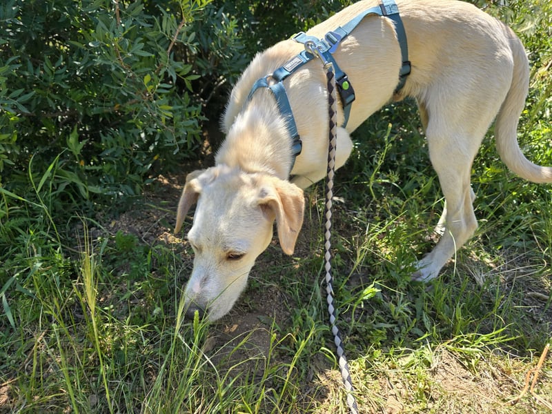 Esso: zarter kleiner Labbi-Mix