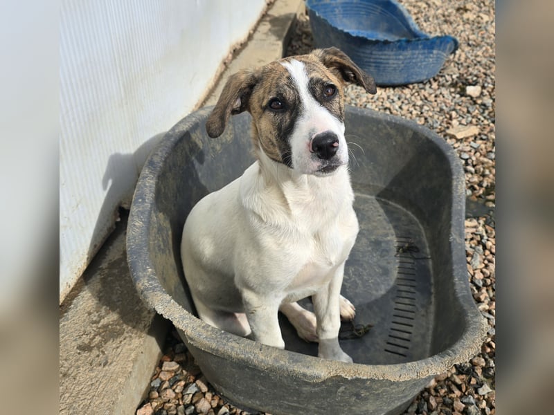 Ave: perfekte Familienhündin