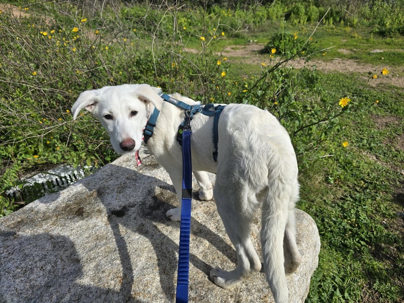 Clementina: grazile, aufgeweckte Schönheit