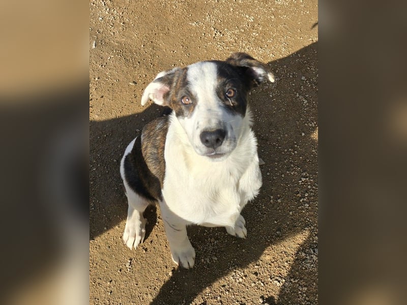 Brad: Hallo, hier bin ich!