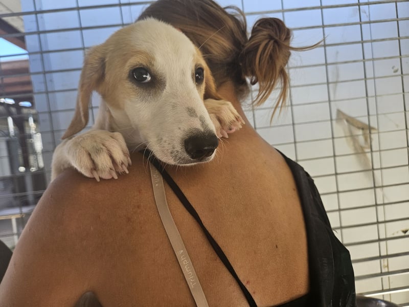 Patsy: ein ruhiger Schatz sucht Geborgenheit