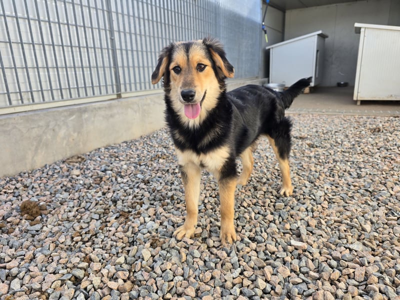 Bijou: perfekte Familienhündin