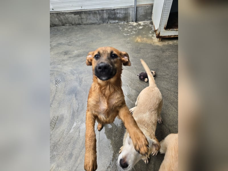 Fritz: er liebt das Leben