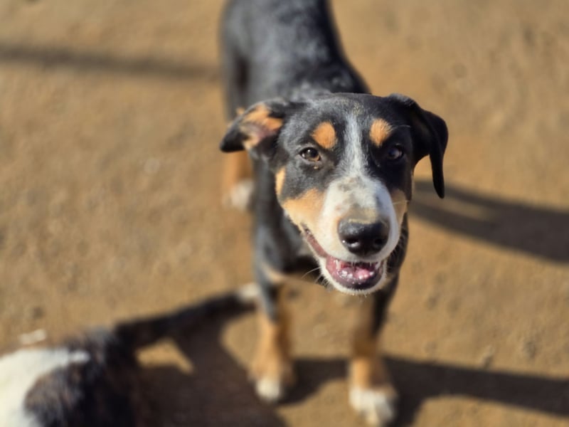 Bill: Hallo, hier bin ich!