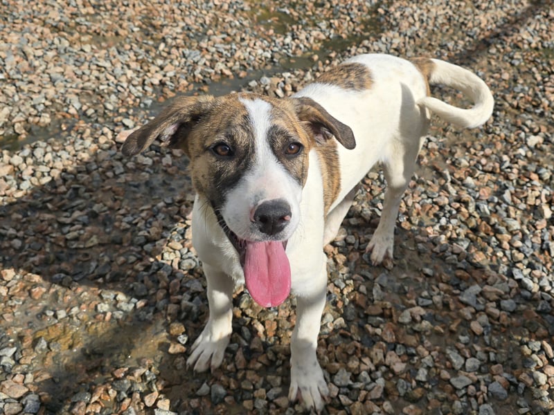 Ave: perfekte Familienhündin