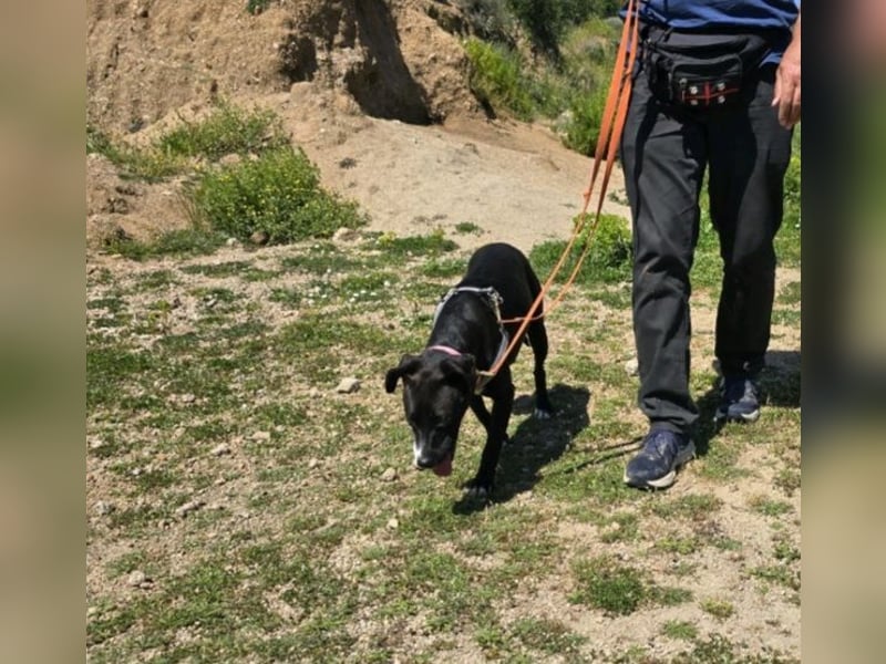 Brenda: Labrador im Kleinformat