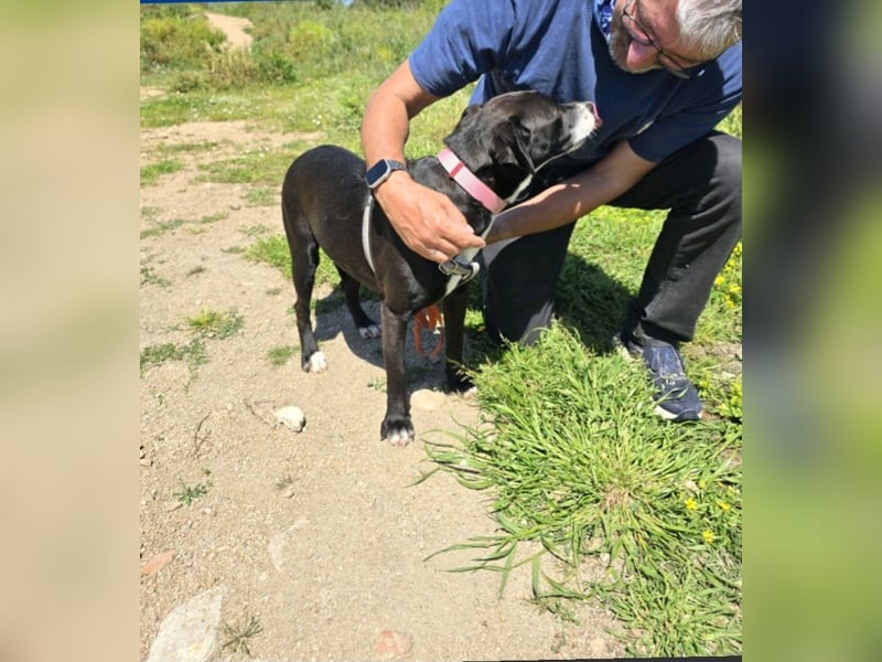 Brenda: Labrador im Kleinformat