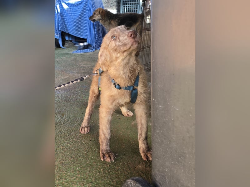 Kira: ein echter Hingucker