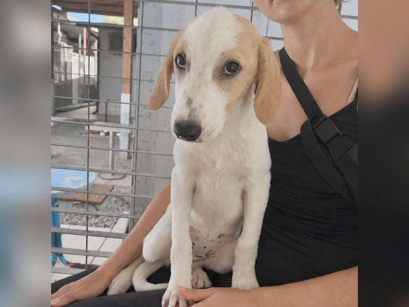 Patsy: ein ruhiger Schatz sucht Geborgenheit