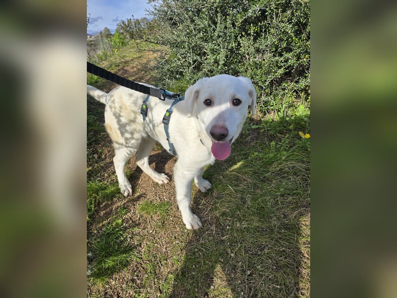 Chaya: einfach nur Klasse