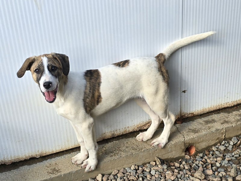 Ave: perfekte Familienhündin