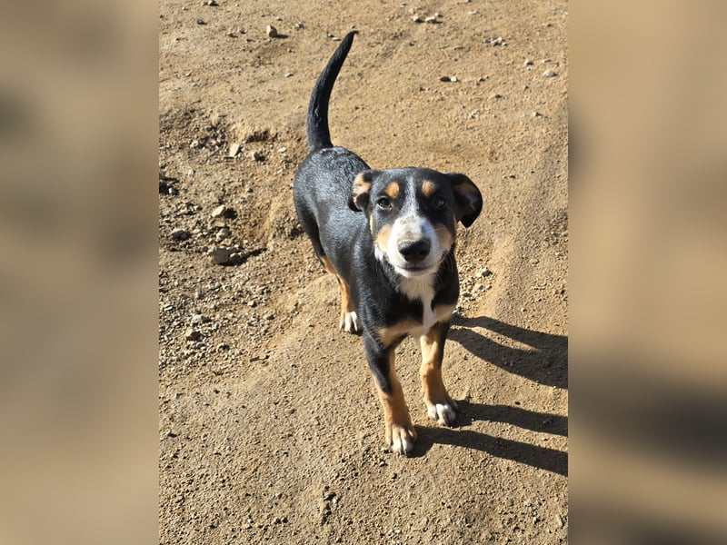 Bill: einfach nur lieb und unkompliziert