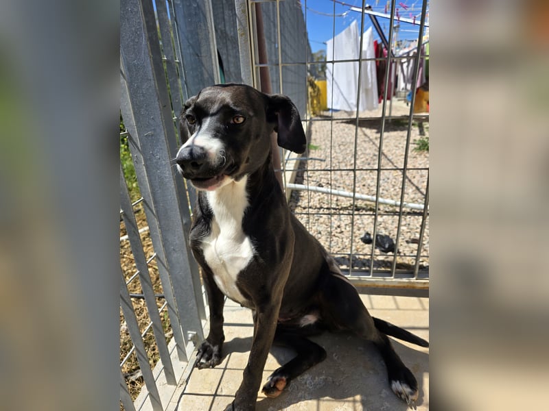 Sofia: Mini- Labrador für die ganze Familie