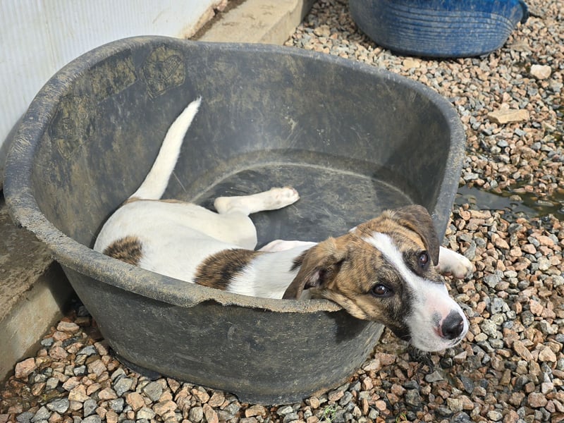 Ave: perfekte Familienhündin