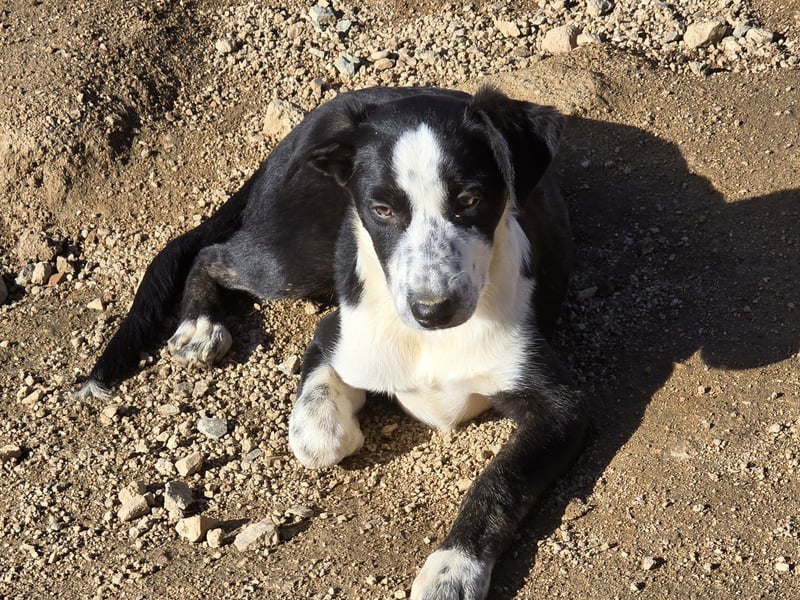 Birkin: perfekte Familienhündin