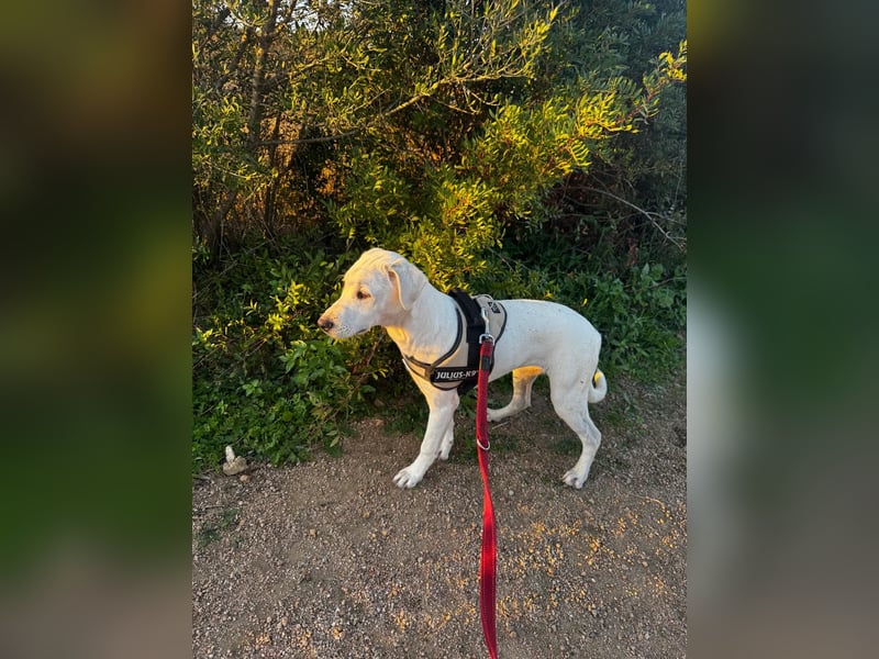 Bice: zartes Labbi-Mix Mädchen sucht Geborgenheit Bice: zartes Labbi-Mix Mädchen sucht Geborgenheit