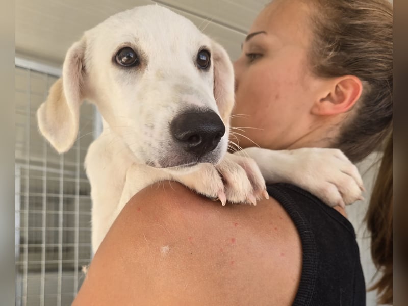 Malte: ein Traum für Labrador-Freunde
