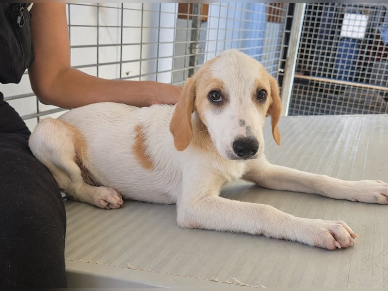 Patsy: ein ruhiger Schatz sucht Geborgenheit