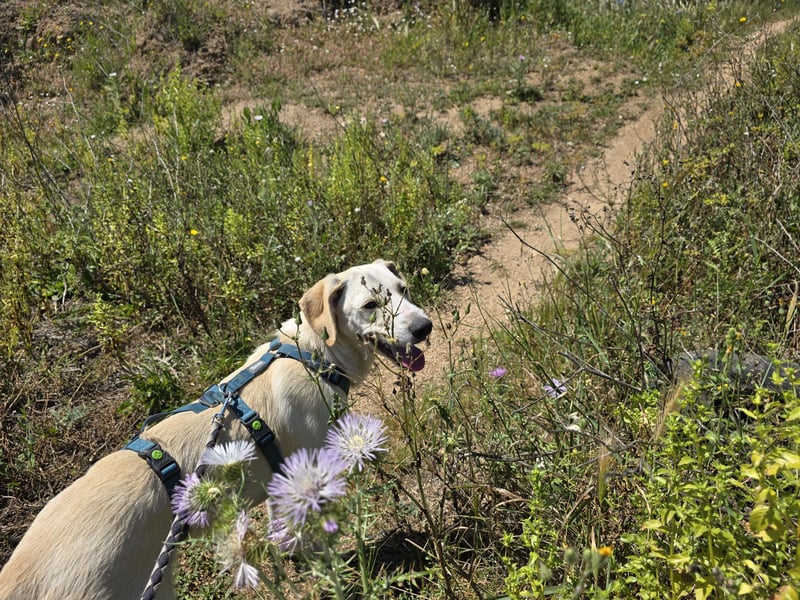 Esso: zarter kleiner Labbi-Mix