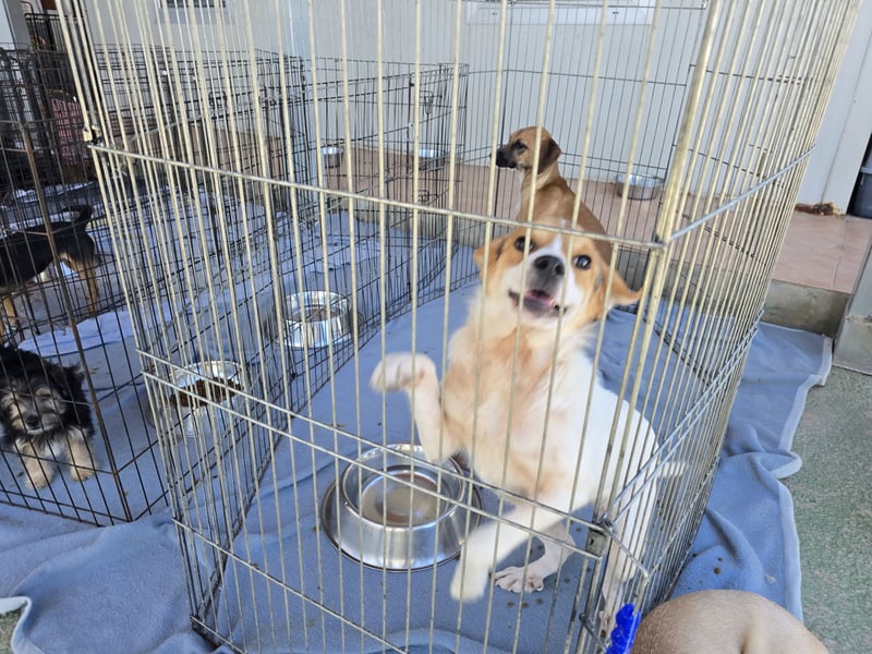 Gilda: erobert alle Herzen mit ihrer Fröhlichkeit