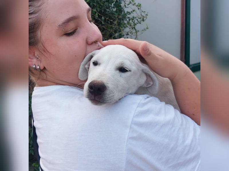 Bice: verschmuster Mini-Labbi-Mädchen Bice: verschmuster Mini-Labbi-Mädchen