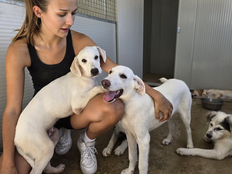 Malte: ein Traum für Labrador-Freunde