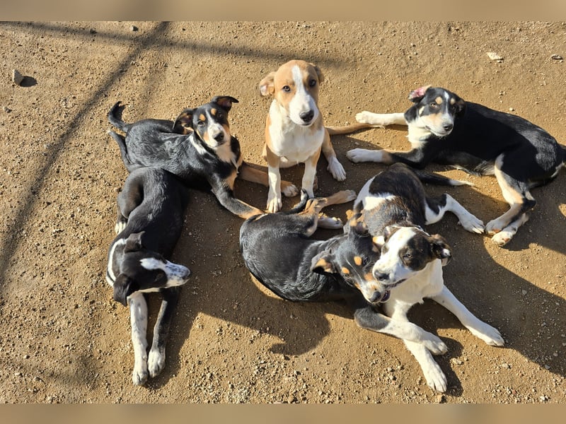 Betty: Eine für Alle