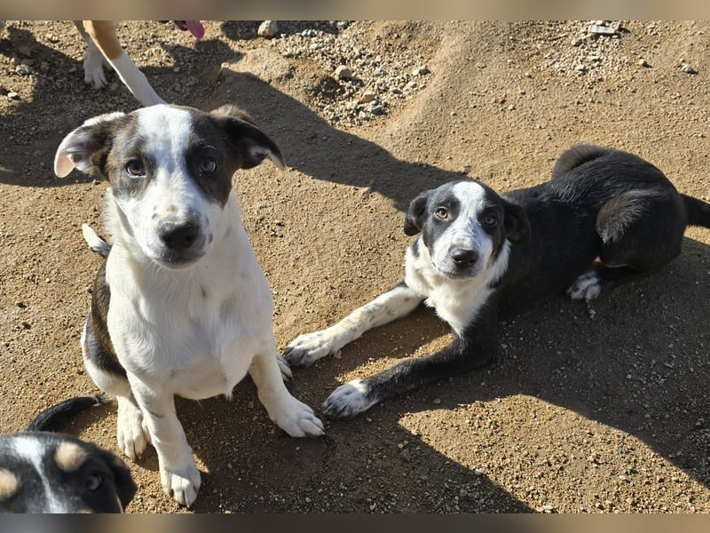 Brad: Hallo, hier bin ich!