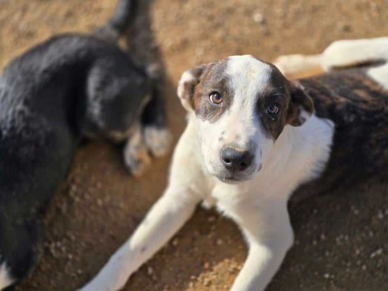 Brad: Hallo, hier bin ich!