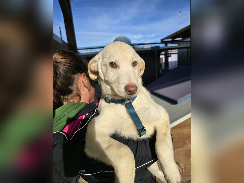 Kalif: seine Augen blicken ins Herz