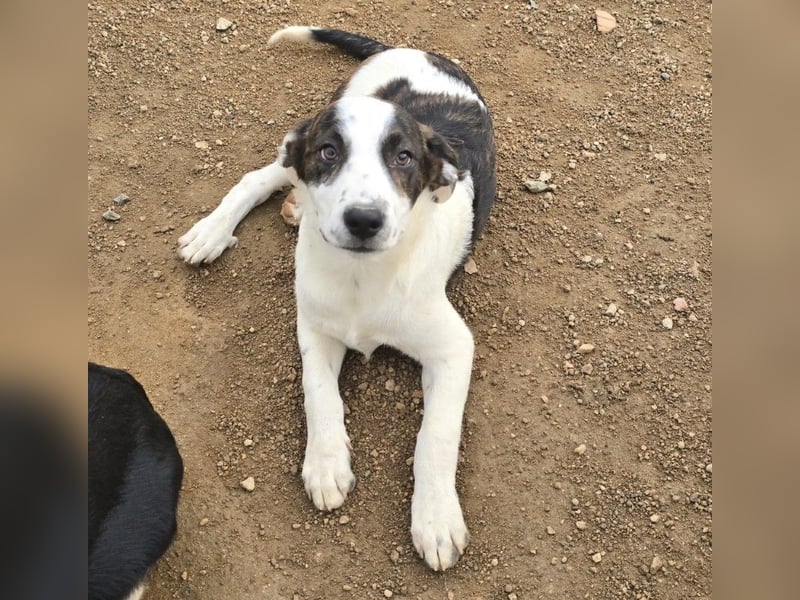 Brad: Hallo, hier bin ich!