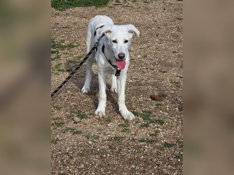 Chaya: einfach nur Klasse