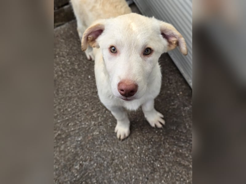 Kalif: seine Augen blicken ins Herz