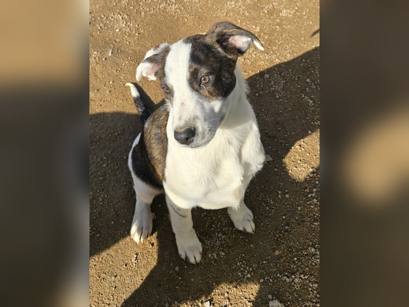 Brad: Hallo, hier bin ich!