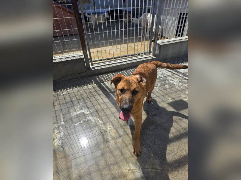 Fritz: kleiner Labbi-Mix wäre gern Familienhund