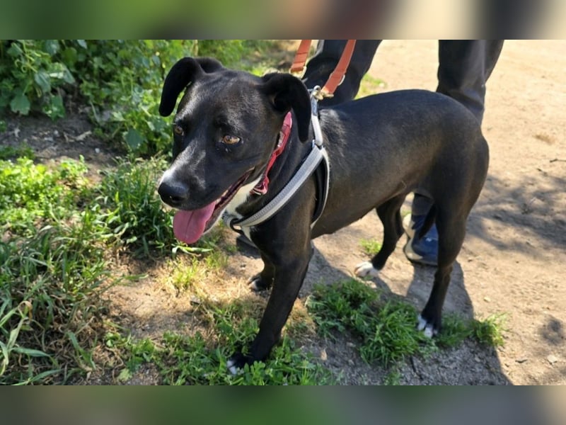 Brenda: Labrador im Kleinformat