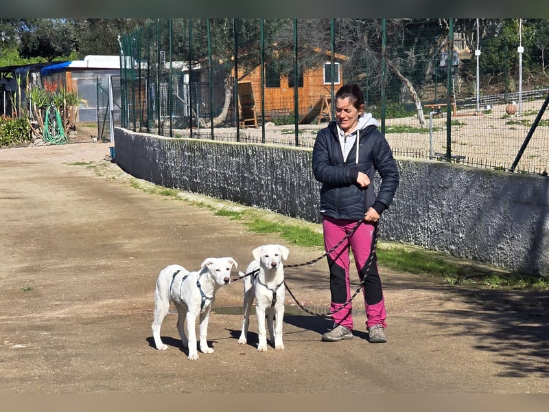 Chaya: einfach nur Klasse