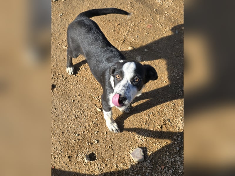 Birkin: perfekte Familienhündin