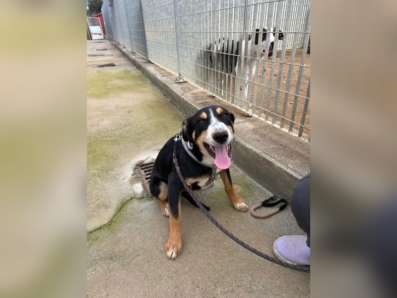 Bill: einfach nur lieb und unkompliziert