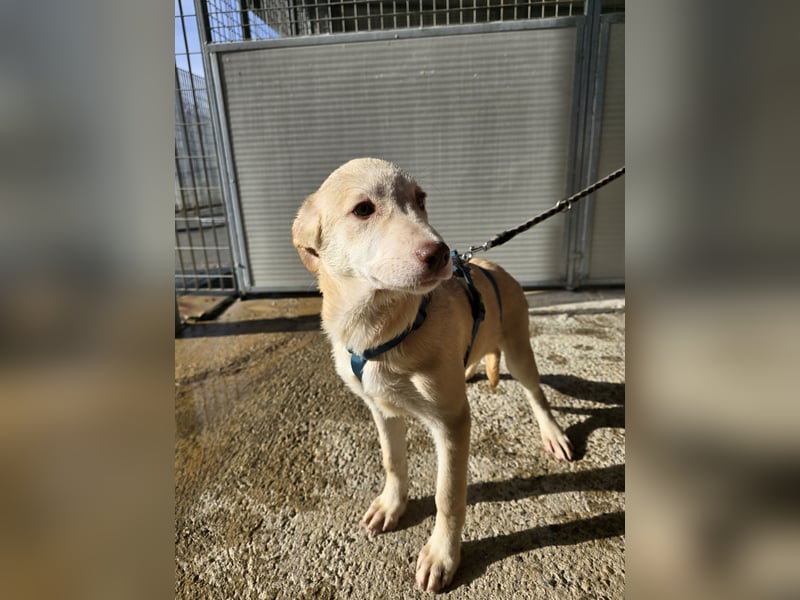 Kenba: Schönheit und Reinrassigkeit nutzen ihr nichts