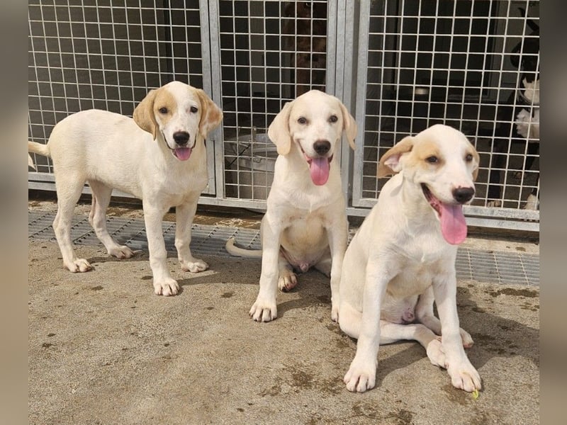 Rübe: wo sind die Labrador-Freunde