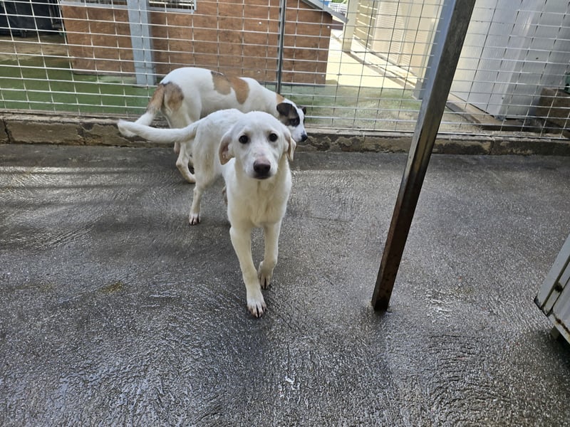 Chaya: einfach nur Klasse