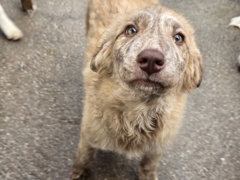 Kira: ein echter Hingucker