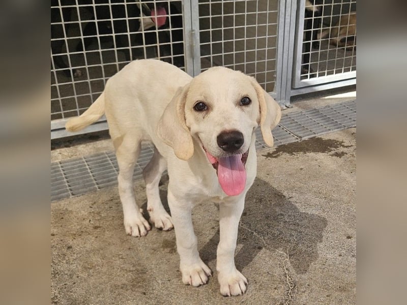 Rübe: wo sind die Labrador-Freunde
