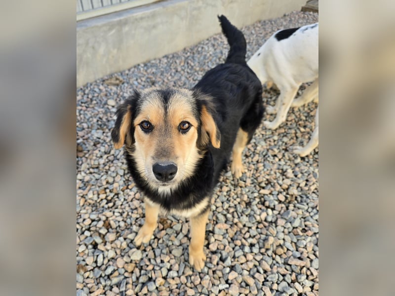 Bijou: perfekte Familienhündin