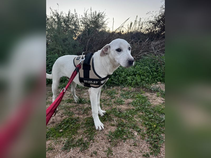 Bice: verschmuster Mini-Labbi-Mädchen Bice: verschmuster Mini-Labbi-Mädchen