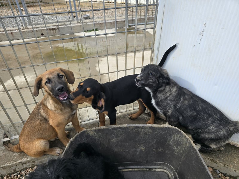 Vento: Spaß und gute Laune garantiert